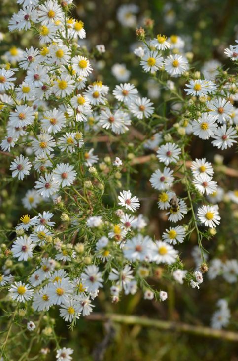 Symphyotrichum pilosus Seeds (100) - Aster Pilosus Native Perennial Wildflower