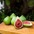 Dalmatie / Stella Fig Cutting (Ficus carica) — Unrooted, 3 Nodes, Propagation