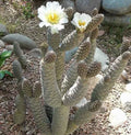 Pine Cone Cactus Cutting (Tephrocactus articulatus) – Live Unrooted Succulent Cutting