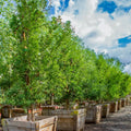 Texas Ebony Seeds (Pithecellobium flexicaule) — Drought-Tolerant Ornamental Shade Tree, 10 Seeds