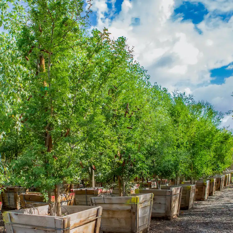 Texas Ebony Seeds (Pithecellobium flexicaule) — Drought-Tolerant Ornamental Shade Tree, 10 Seeds