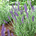 Live Vera Lavender Plant Lavandula angustifolia - 1 Pint Pot, Fragrant Perennial