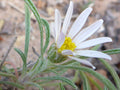 Townsendia fendleri Seeds - Fendler’s Easter Daisy, Rare Alpine Wildflower (100 Seeds)