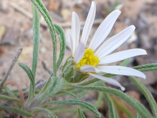 Townsendia fendleri Seeds - Fendler’s Easter Daisy, Rare Alpine Wildflower (100 Seeds)