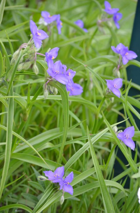 Tradescantia bracteata Seeds | Prairie Spiderwort - 150 Non-GMO Seeds for Native Gardens