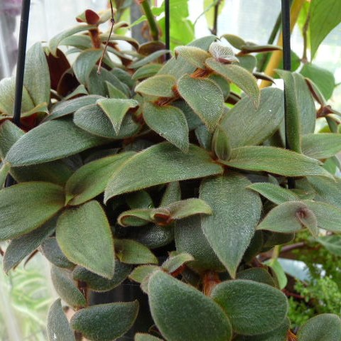 Cyanotis kewensis Teddy Bear Vine - 4 Unrooted Cuttings, Fuzzy Velvet Leaves