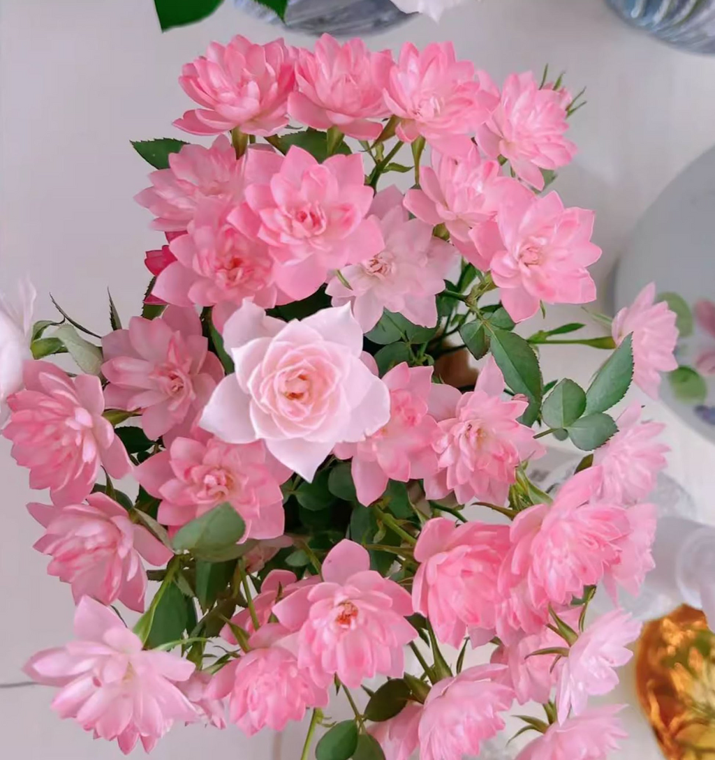 Organic Pink Miniature Rose Unrooted Cuttings (Rosa 'Fairy') - 15 x 6" for Grafting or Rooting