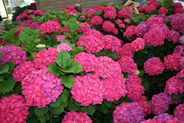Organic Red Geranium Unrooted Cuttings (Pelargonium) - 5 x 5-8", Easy to Root