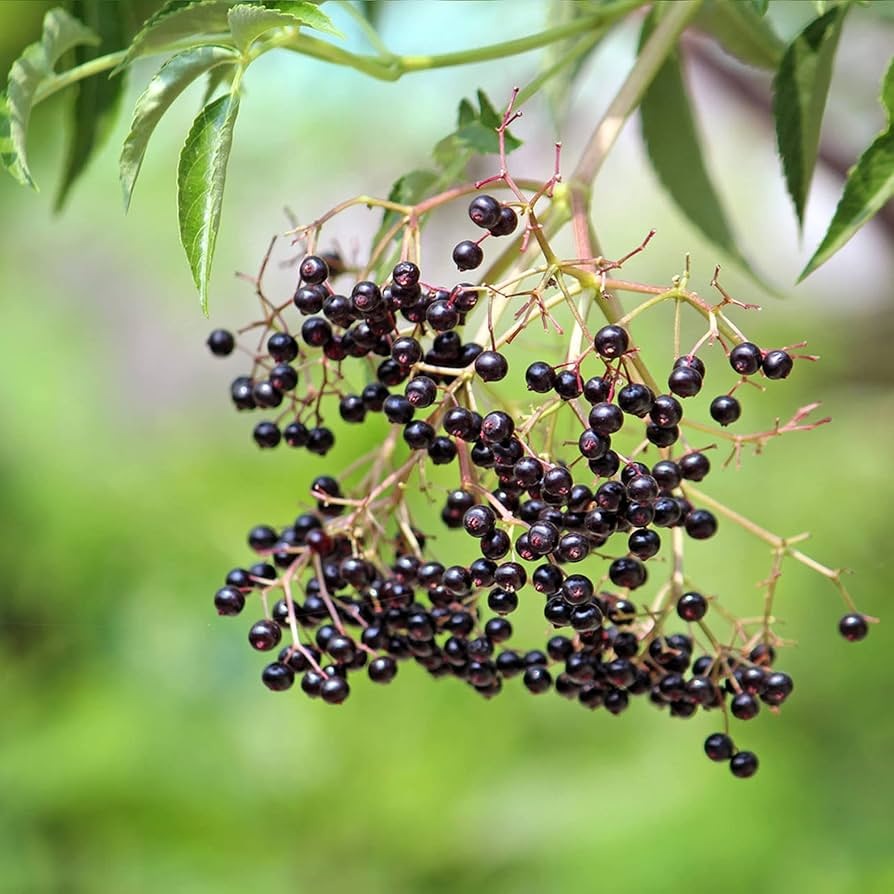 Black Elderberry Seeds (Sambucus nigra) - 100 Non-GMO Seeds for Hedgerows & Wildlife Gardens