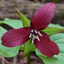 Red Trillium (Trillium erectum) Bare Root - 5 Plants for Shade Gardens