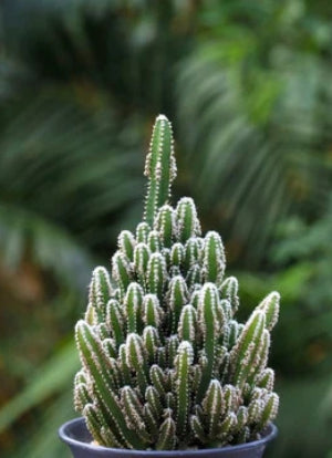 Fairytale Cactus Top Cutting (9-12"), Rooted Variegated Trailing Cactus for Indoor/Outdoor - Zone 9-11
