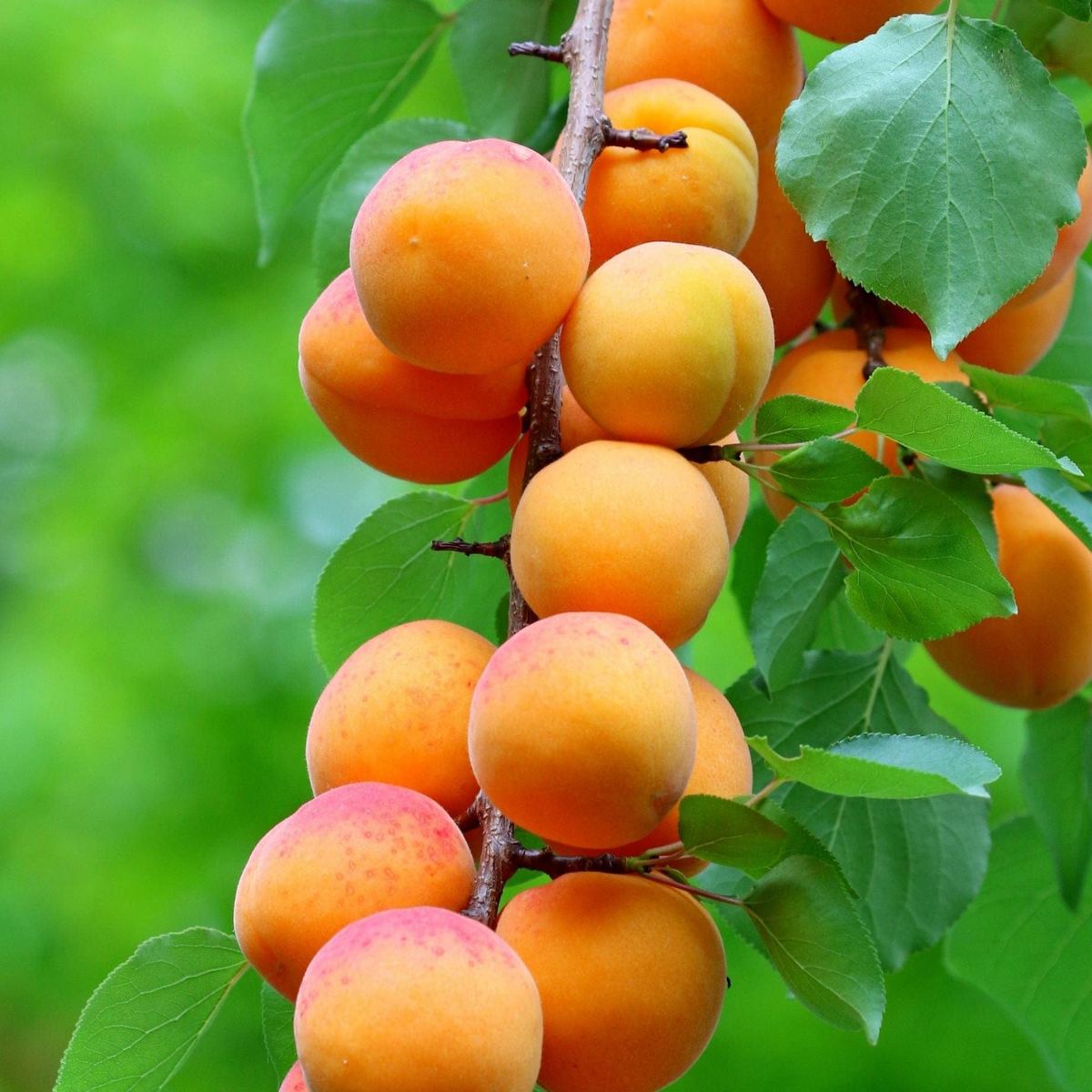 Apricot Tree Cuttings - 3 Pack (6"+), Scion Wood for Rooting or Grafting