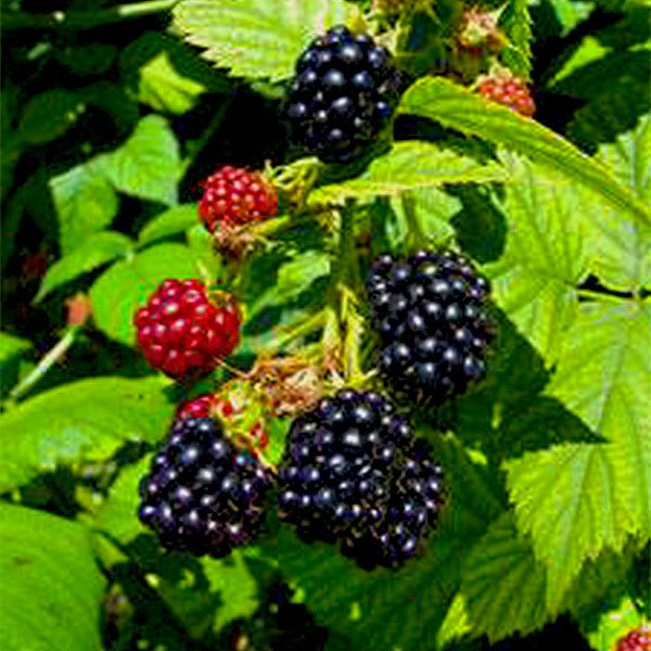 Apache Thornless Blackberry Plant (Rubus) Bare Root - High-Yield Perennial Berry Bush