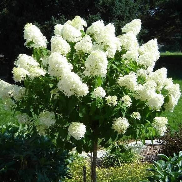 Hydrangea Limelight Rooted Cuttings – 6 Healthy 6-10 in, White to Lime-Green Blooms