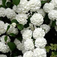 Japanese Snowball Viburnum (Viburnum plicatum) Bare Root 12–18" – Starter Landscape Plant with White Spring Blooms