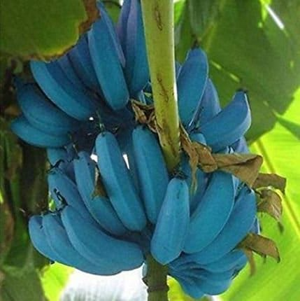Musa Ice Cream (Blue Java) Banana Tree - Small Rooted Starter Plant