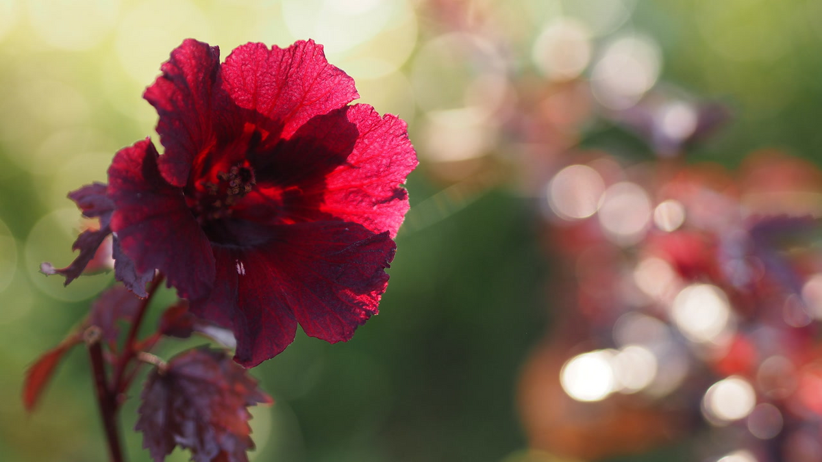 Cranberry Hibiscus Cuttings (Hibiscus acetosella) – 7 Live Unrooted Clippings
