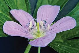 3 Cranesbill Wild Geranium Bare Root Plants (Geranium Maculatum) for Shade & Woodland Gardens