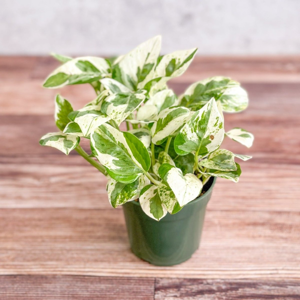 Pearls and Jade Pothos Cuttings (Epipremnum aureum) - 3 Live Node Cuttings