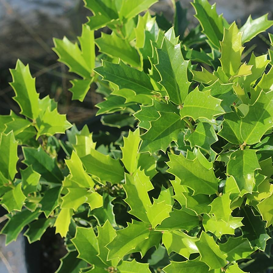 Oak Leaf Holly Unrooted Cutting (Ilex latifolia) - Evergreen Shrub for Planting