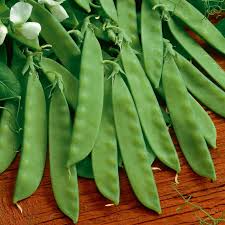 Sugar Daddy Snow Pea Seeds (100) – Stringless, Dwarf Pisum sativum for Cool-Season Gardens