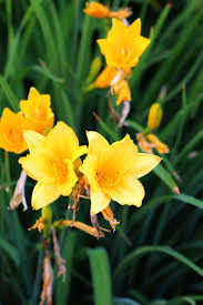 Stella D'Oro Daylily (Hemerocallis 'Stella de Oro') - 3 Bare Root Plants