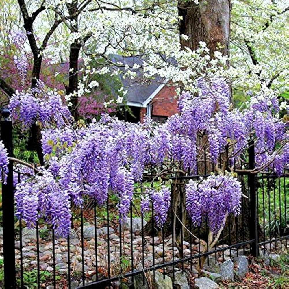 Wisteria Blue Moon Unrooted Cuttings (4) - Wisteria macrostachya
