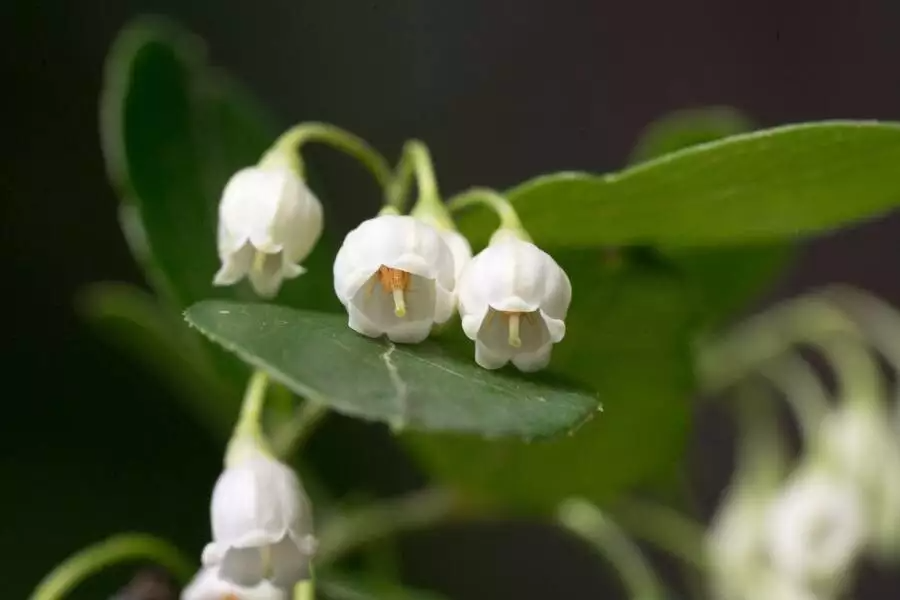 Farkleberry Cuttings (Vaccinium arboreum) - 10+ Unrooted Cuttings, White Flowers, Edible Berries