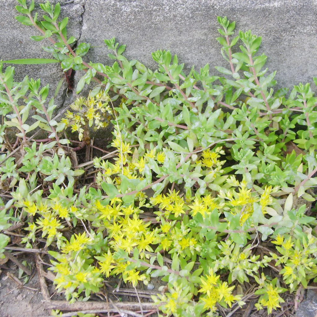 Gold Moss Sedum Cuttings (Sedum sarmentosum) - 20 Unrooted Cuttings, Ground Cover