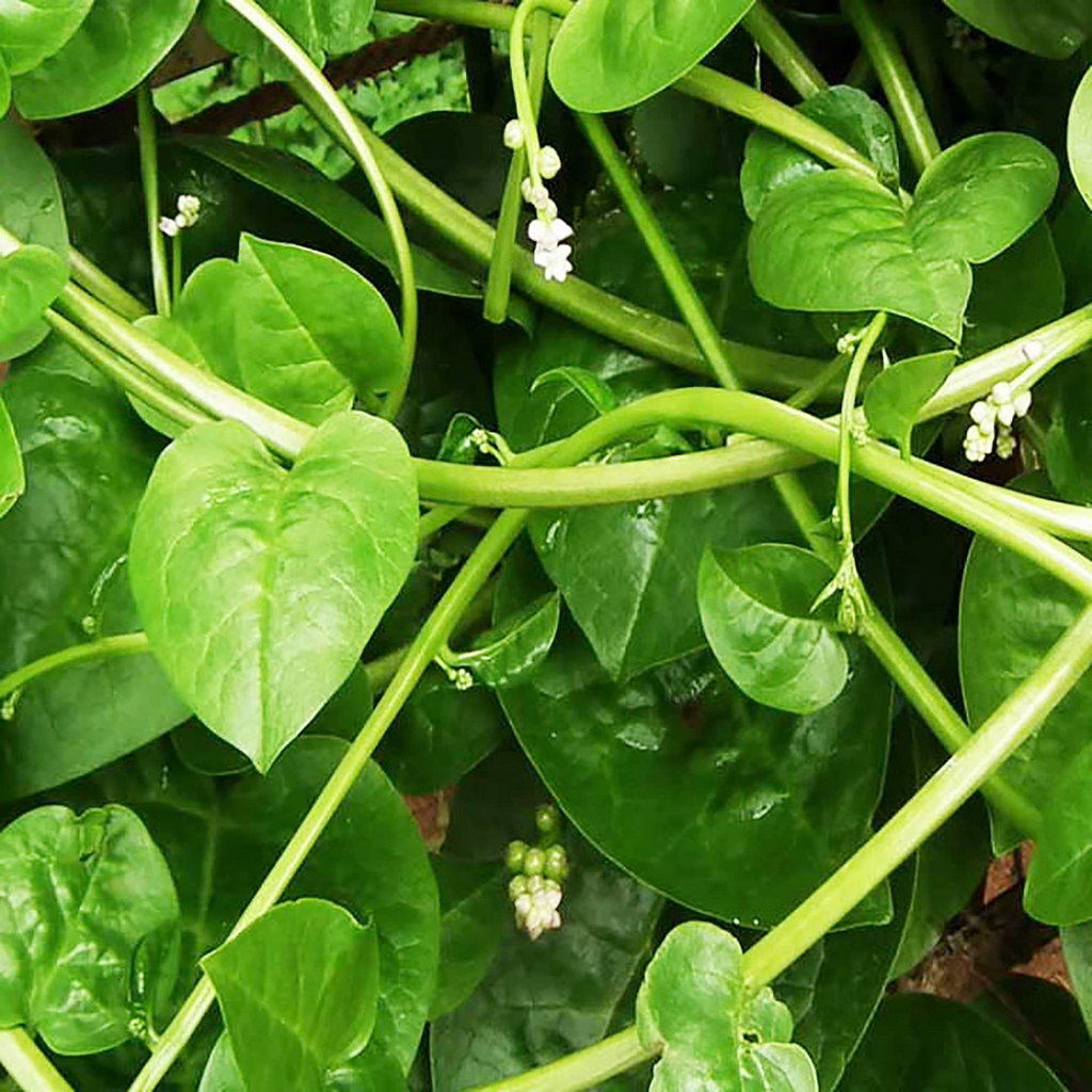 Malabar Spinach Green Vines Seeds (Basella alba) – 500 mg