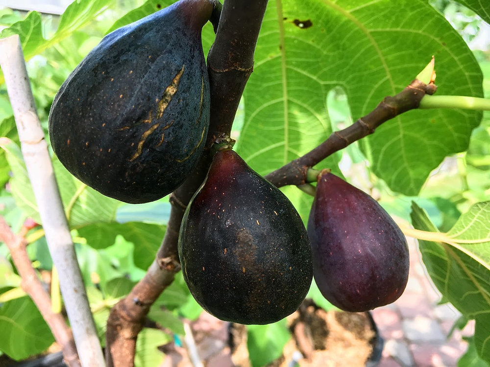 Violetta Fig Tree Cuttings - Cold Hardy, Large Sweet Figs, Propagation Ready