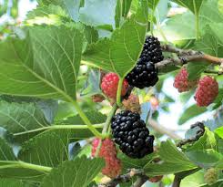 Texas Mulberry Tree Cuttings (Morus spp.) - 10 Unrooted Hardwood Stems, Drought Tolerant, Zones 6-9