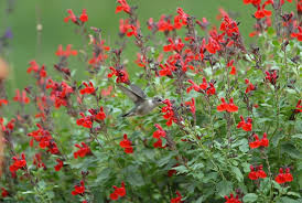 Red Autumn Sage Cuttings (Salvia greggii) - 15 Pcs Organic, 6" Avg. Rooting Difficulty, Hummingbird Attractant