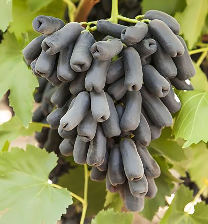 Witch Fingers Grape Cuttings (2) - Vitis vinifera Unrooted, Waxed Ends for Propagation