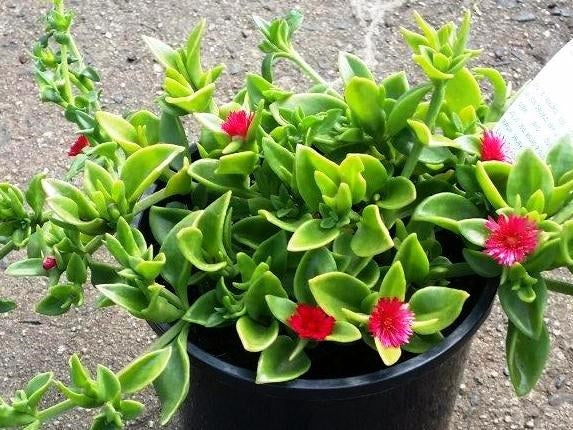 Aptenia cordifolia Cuttings - 20 Red Apple Ice Plant Baby Sun Rose Unrooted Cuttings