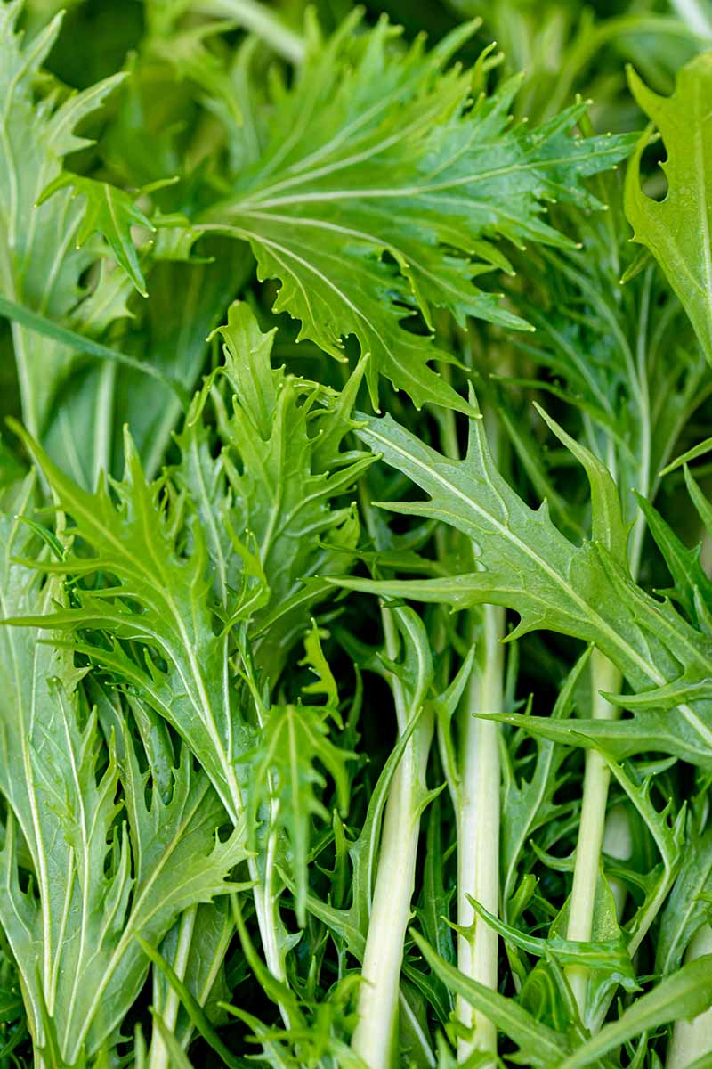 Mizuna Spinach Early Seeds (500 mg) Brassica rapa - Heirloom, Fast-Growing Greens
