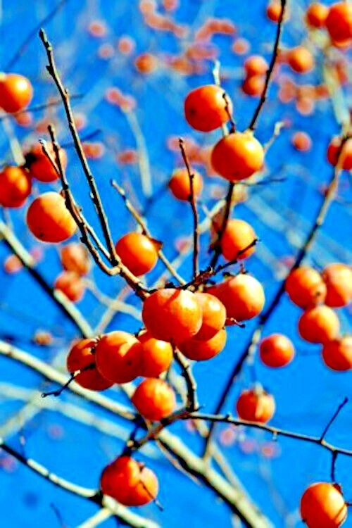20 Persimmon Tree Seeds - Diospyros virginiana (American Persimmon) Native, Cold-Hardy, Edible Sugar Plum