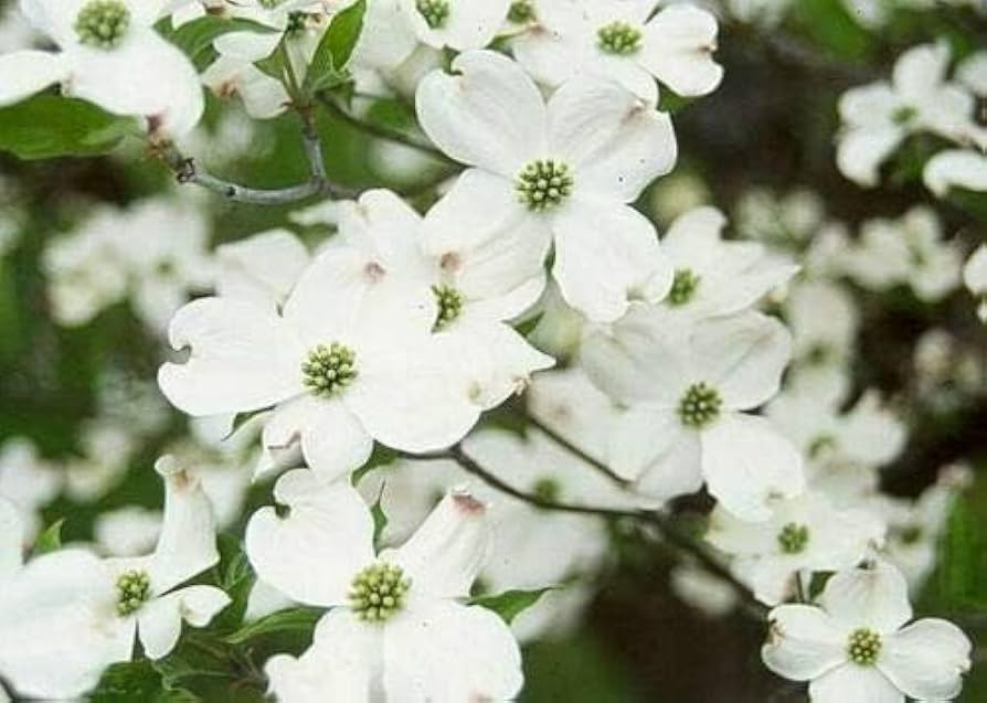 White Dogwood Tree - Cornus florida Bare Root 12–24" | Native Flowering Tree