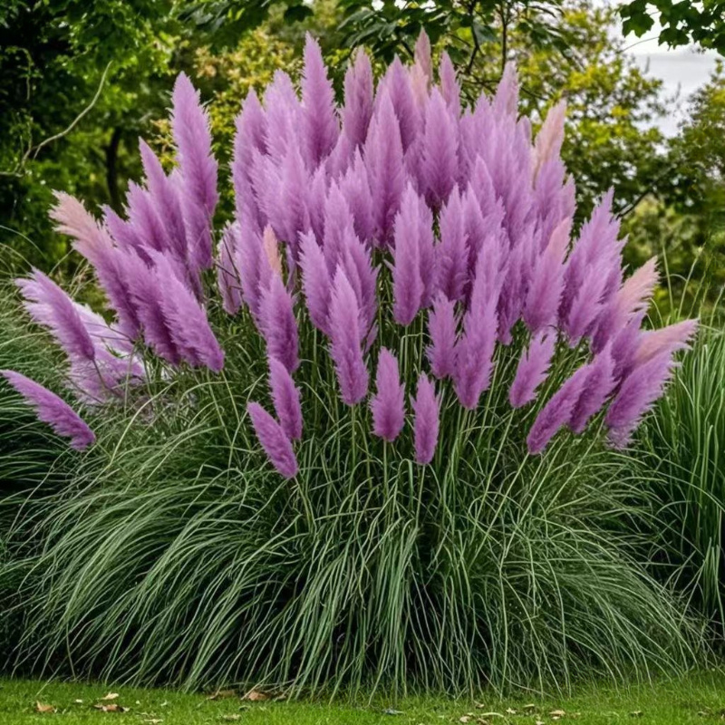 Purple Pampas Grass Plugs (Cortaderia selloana) – 3 Plants, 3-5" Tall, Full Sun, Zones 3-10
