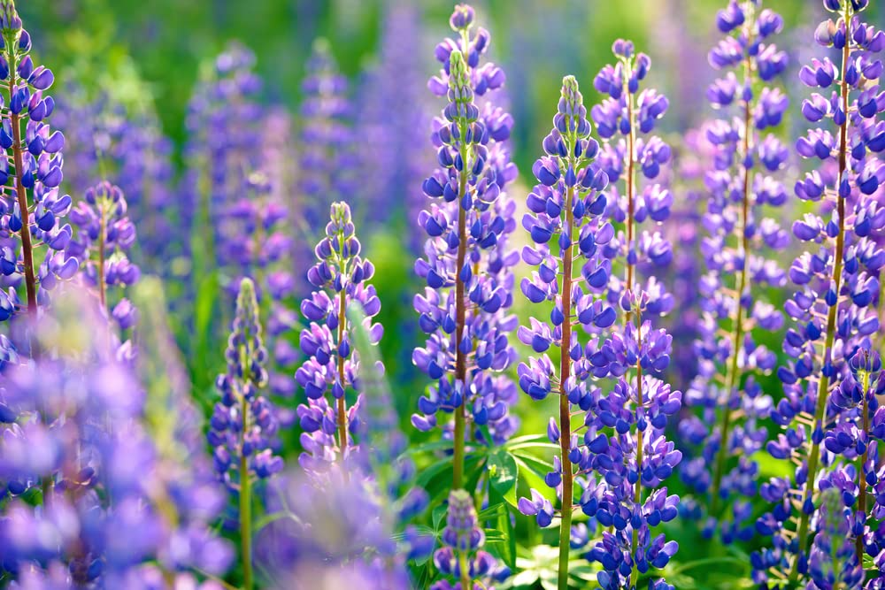 Lupine Perennial Blue Seeds (Lupinus perennis) - 25 Seeds, Hardy, Attracts Pollinators