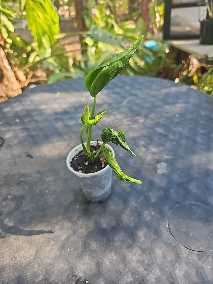 Shangri-La Pothos Cuttings - 2 Rooted Nodes | Epipremnum aureum 'Shangri-La' - Low Light Indoor Vine