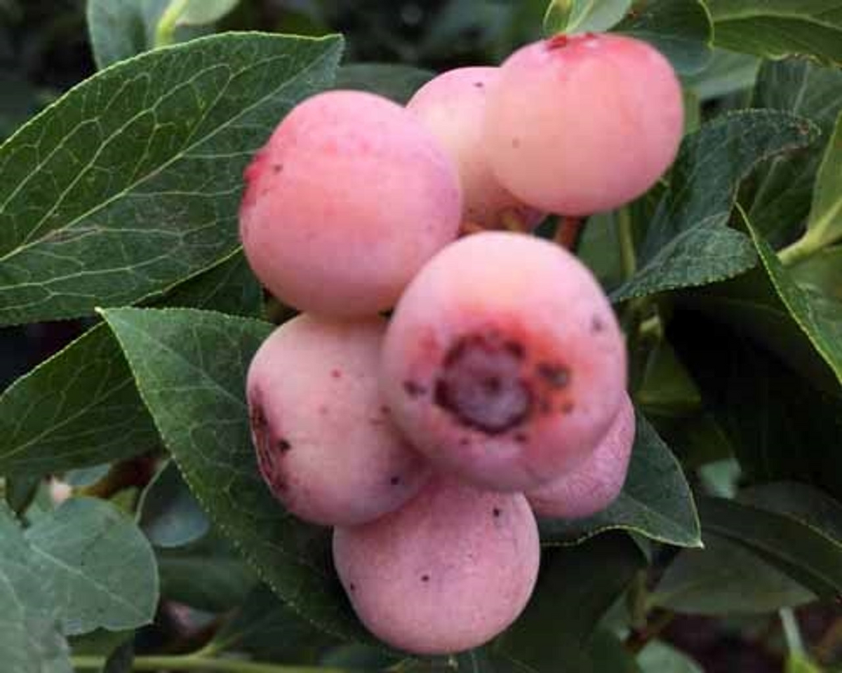 Florida Rose Blueberry Plants (Vaccinium virgatum) - 3 Rabbiteye Starter Plants, Pink Edible Fruit