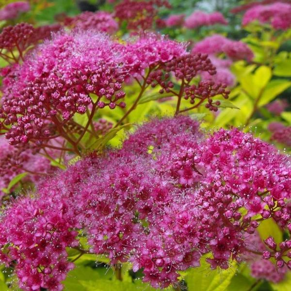 Magic Carpet Spirea Cuttings - Unrooted (10) 6-8" | Easy to Grow, Colorful Foliage