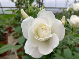 Iceberg Rose Unrooted Cuttings (4) - Rosa 'Iceberg' White Blooms for Propagation