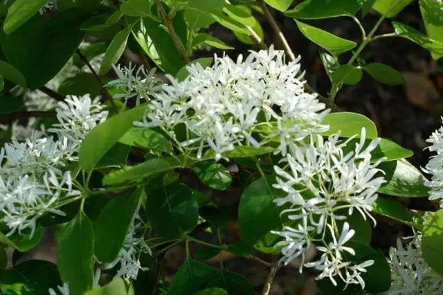 Fringe Tree Cuttings (5+) - Chionanthus virginicus | Unrooted Cuttings, Native
