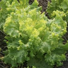 Mustard Southern Giant Curled Seeds (Brassica juncea) - 500 Seeds for Planting