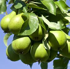 Green Anjou Pear Cuttings (8) - 7-10" Unrooted Cuttings for Propagation, Pyrus communis