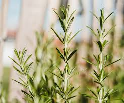 Organic Rosemary Herb Cuttings (Rosmarinus officinalis) - 9 Unrooted, ~10" Each