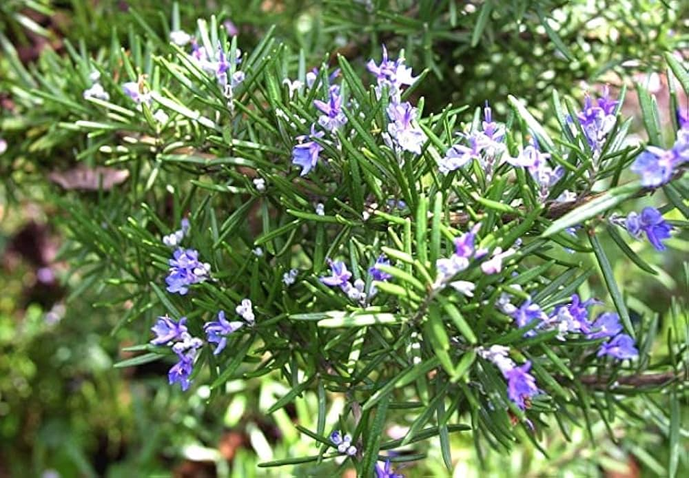 Rosemary Cuttings - 6 Unrooted 4-6" Rosmarinus officinalis
