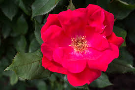 Knock Out Rose Cuttings - 3 Unrooted 6" Cuttings, Red Blooming Shrub